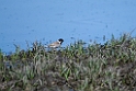 Pallas reed sparrow.202216jun_0464