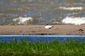 Relict Gull.202219jun_0598