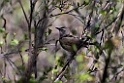 Rubinnattergal.202213jun_0394