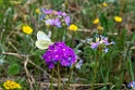 Sommerfugl.202214jun_1033
