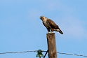 Upland buzzard.202216jun_0444