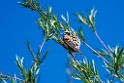 White-crowned Penduline tit.202227jun_0854