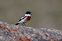 White-throated Bushchat.202217jun_0547