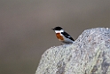 White-throated Bushchat.202217jun_0559