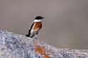 White-throated Bushchat.202217jun_0566
