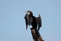 Anhinga.20141114_1412