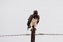 Black-chested snake-eagle.20141106_1060