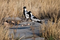 Blacksmith plover.20141101_0665