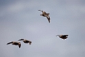 Burchell's Sandgrouse.20141111_1856