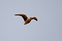 Burchell's Sandgrouse.20141111_1860