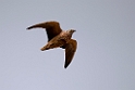 Burchell's Sandgrouse.20141111_1861