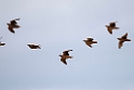 Burchell's Sandgrouse.20141111_1886