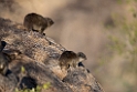 Cape Rock Hyrax.20141103_0413