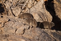 Cape Rock Hyrax.20141103_0418