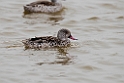 Cape teal.20141105_0036