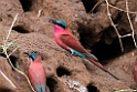 Carmine Bee-eater..20141114_1559