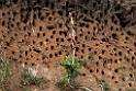 Carmine Bee-eater.20141114_1363