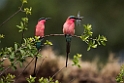 Carmine Bee-eater.20141114_1441
