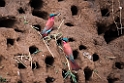 Carmine Bee-eater.20141114_1466