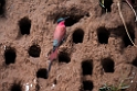 Carmine Bee-eater.20141114_1490