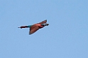 Carmine Bee-eater.20141114_1582