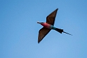 Carmine Bee-eater.20141114_1598