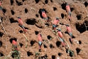 Carmine Bee-eater.20141114_1621