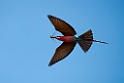 Carmine Bee-eater.20141114_1632