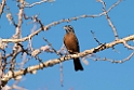 Cinnamon-breasted Bunting.20141103_0609
