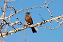 Cinnamon-breasted Bunting.20141103_0614