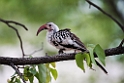Damara Red-billed Hornbill.20141110_0686