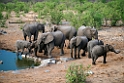 Elephant.20141109_1175