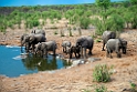 Elephant.20141109_1179