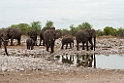 Elephant.20141110_1078