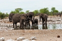 Elephant.20141110_1079