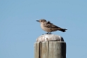 Familiar Chat.20141103_0607