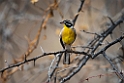 Golden-breasted Bunting.20141109_0726