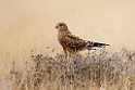 Greater Kestrel.20141108_0795