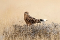 Greater Kestrel.20141108_0810