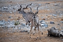 Greater Kudu.20141109_0733
