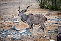 Greater Kudu.20141109_0735