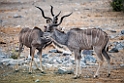 Greater Kudu.20141109_0737