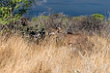 Greater Kudu.20141109_1154