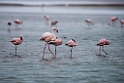 Greater and Lesser Flamingo.20141105_0178