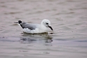Hartlaub's Gull.20141105_0075