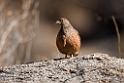 Hartlaub's Spurfowl.20141103_0493
