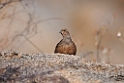Hartlaub's Spurfowl.20141103_0513