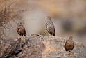 Hartlaub's Spurfowl.20141103_0541