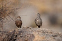 Hartlaub's Spurfowl.20141103_0552