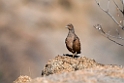 Hartlaub's Spurfowl.20141103_0560